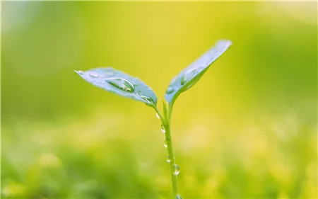 菊花决明子茶的功效与作用