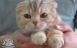 小猫可以剪指甲吗 多大小猫可以剪指甲