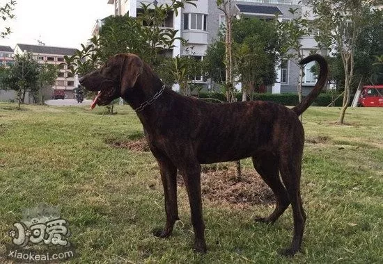 普罗特猎犬握手怎么学 普罗特猎犬握手训练教程1