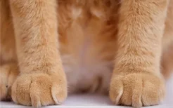 猫爪印和狗爪印是一样的吗 猫的肉垫原来比狗多
