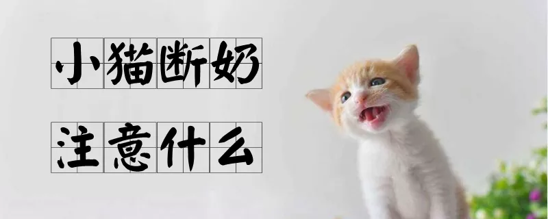 小猫断奶注意什么