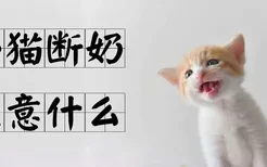 小猫断奶注意什么