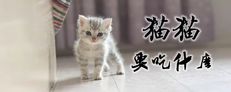 猫猫要吃什么