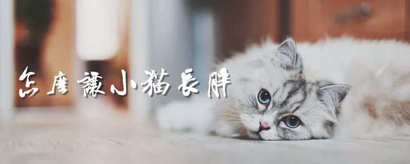 怎么让小猫长胖