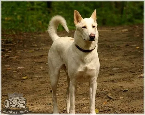 卡南犬怎么训练握手 卡南犬握手训练