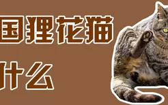 中国狸花猫吃什么