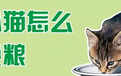 小猫怎么换粮