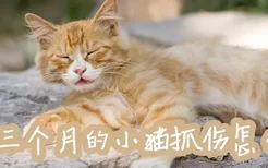 被三个月的小猫抓伤怎么办