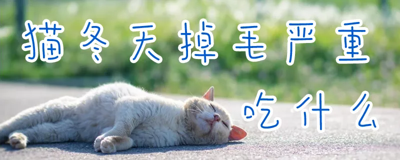 猫冬天掉毛严重吃什么