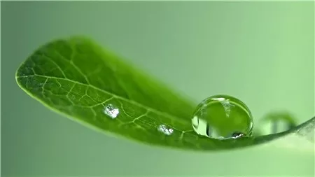 鸡冠花和红糖煮水治妇科病吗