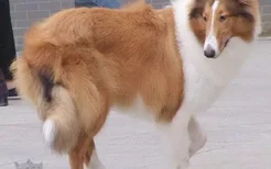 苏格兰牧羊犬怎么养 苏格兰牧羊犬饲养方法