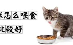 猫咪怎么喂食比较好