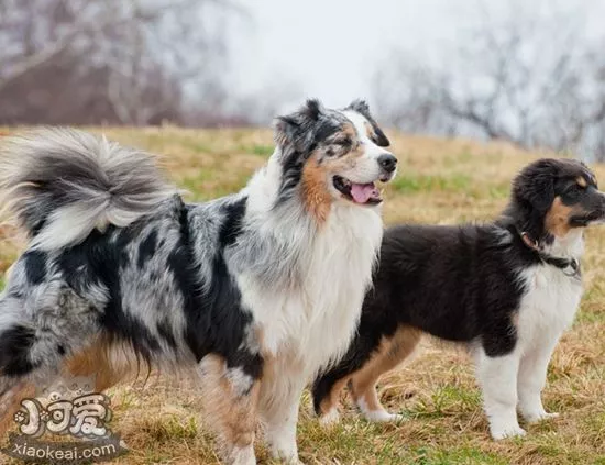 澳大利亚牧羊犬一天喂几次 成年犬每天最好喂2次