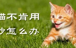 小猫不肯用猫砂怎么办