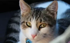 猫咪晚上眼睛不发光 牛磺酸对猫咪眼睛的重要性你知道吗