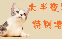 大半夜猫叫特别凄惨