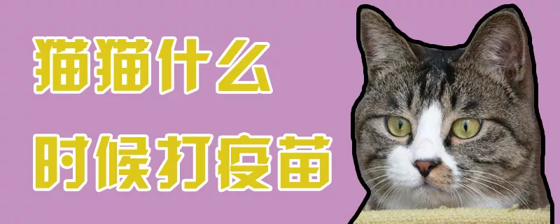 猫猫什么时候打疫苗