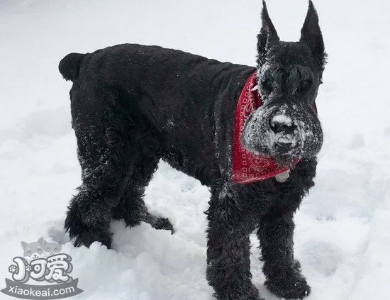 巨型雪纳瑞怎么训练 巨型雪纳瑞训练技巧1