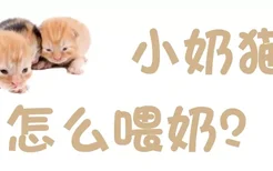 小奶猫怎么喂奶