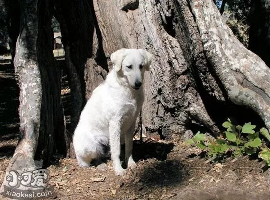 库瓦兹犬不能吃什么 库瓦兹犬禁忌食物介绍