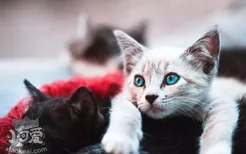 猫能不能把自己吓死 幼猫为什么会被吓死