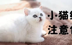 小猫绝育注意什么