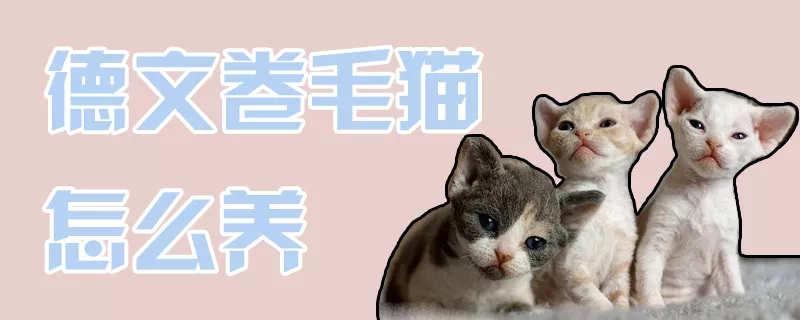 德文卷毛猫怎么养