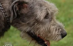 爱尔兰猎狼犬牙齿怎么护理 爱尔兰猎狼犬口腔清洁流程