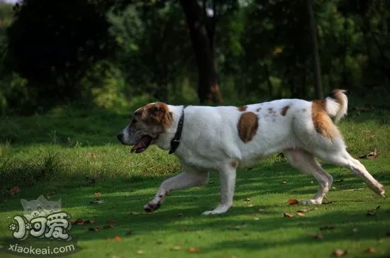 中亚牧羊犬耳朵怎么清洁 中亚牧羊犬耳朵清洁护理方法1