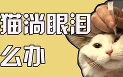 小猫淌眼泪怎么办