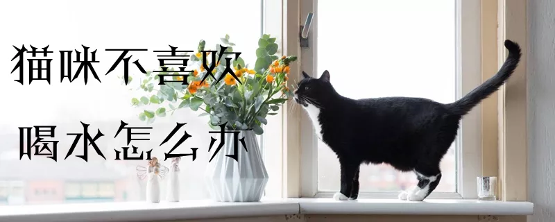 猫咪不喜欢喝水怎么办