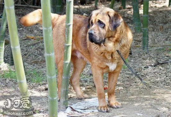 马士提夫獒犬拉稀怎么办 马士提夫獒犬拉肚子解决方法1