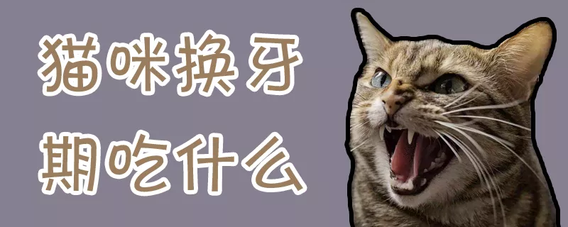 猫咪换牙期吃什么