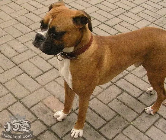 拳师犬耳朵怎么清洁 拳师犬梗耳朵护理方法1