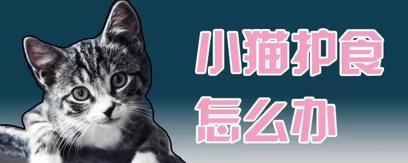 小猫护食怎么办