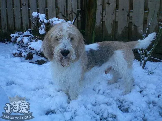 迷你贝吉格里芬凡丁犬眼睛发红眼屎多解决方法1