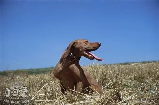 维希拉猎犬怎么修剪指甲 维希拉猎犬剪指甲方法1