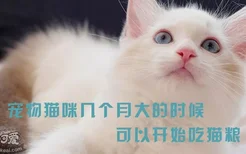 宠物猫咪几个月大的时候可以开始吃猫粮？