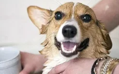秋季狗狗几天洗一次澡 别再像夏天一样啦！