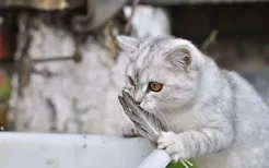 猫咪得口炎会死么 猫咪得口炎的主要症状有哪些？