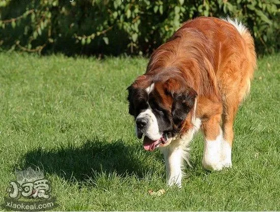 圣伯纳犬怎么驱虫 圣伯纳犬驱虫方法1