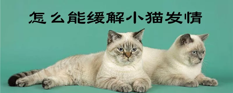 怎么能缓解小猫发情