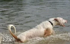 伊比赞猎犬怎么训练 伊比赞猎犬训练技巧