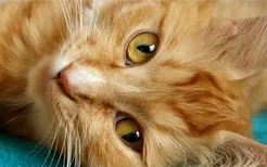 猫传腹猫咪的眼睛变化 猫传腹的症状是什么