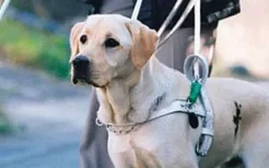 导盲犬为什么不能生育 导盲犬非常值得尊敬！