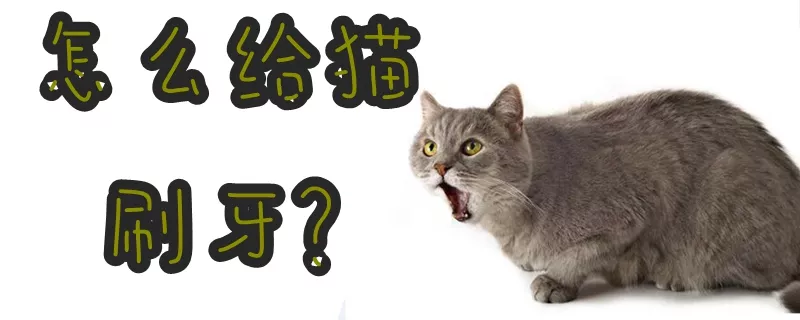 怎么给猫刷牙