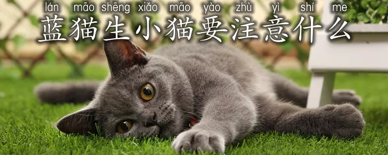 蓝猫生小猫要注意什么