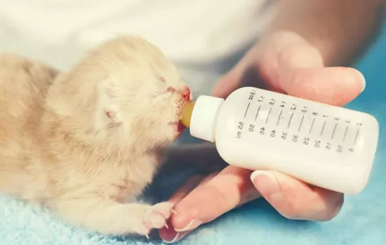 猫咪下崽了喝什么奶粉有营养 首选羊奶粉