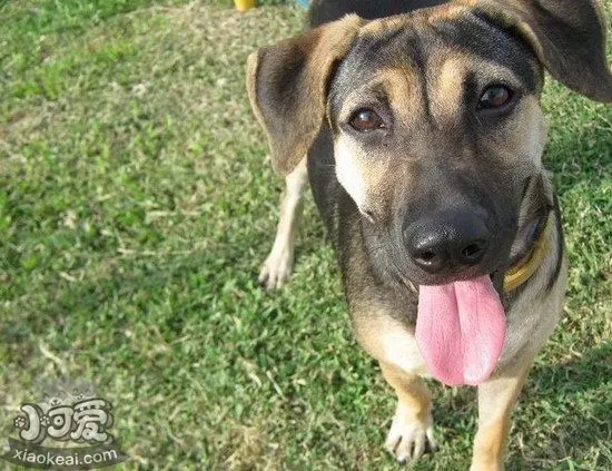 法国狼犬夏季饮食要注意什么 法国狼犬夏天饮食注意事项1