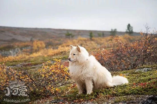 芬兰拉普猎犬咳嗽怎么办 芬兰拉普猎犬咳嗽原因分析